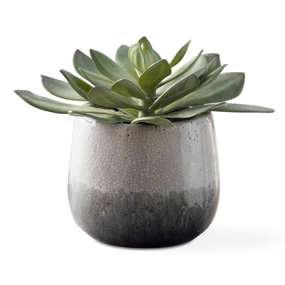 Dudleya Succulent in Aged White To Blue Grey - available from The Lighting Shoppe, trusted by Canadian homeowners