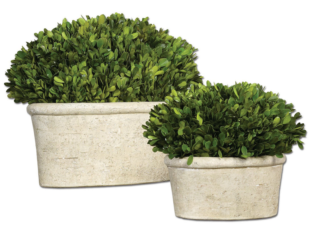 Preserved Boxwood Preserved Boxwood Set/2 in Stone - available from The Lighting Shoppe, trusted by Canadian homeowners